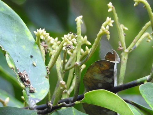 Stemonurus secundiflorus — photo