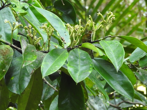 Stemonurus secundiflorus — photo