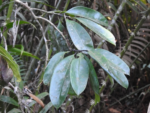 Stemonurus secundiflorus