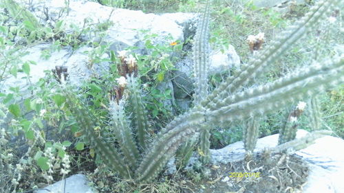 Stenocereus beneckei