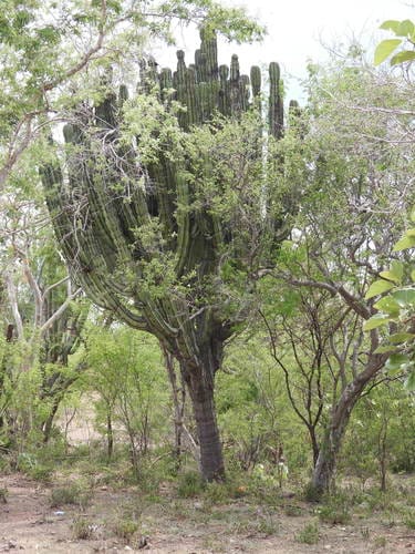 Stenocereus chrysocarpus — photo