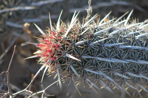 Stenocereus eruca — photo