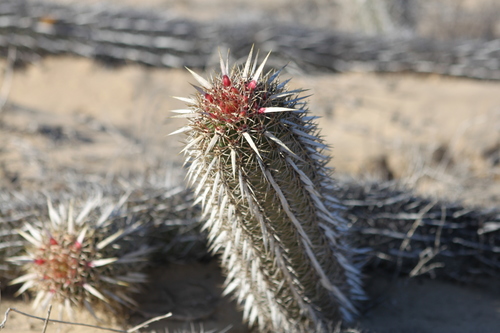 Stenocereus eruca