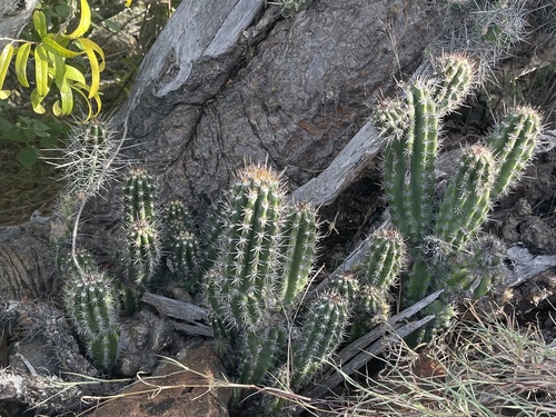 Stenocereus fimbriatus
