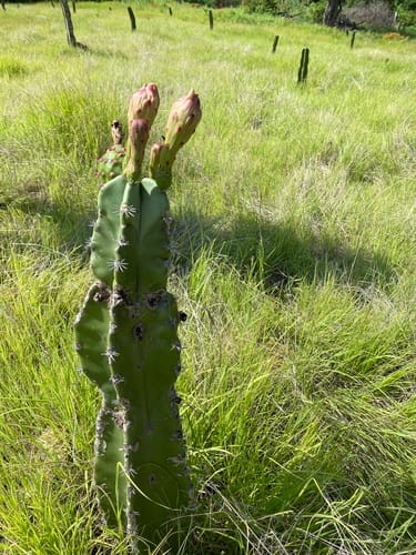 Stenocereus fricii (Pitaya) — photo
