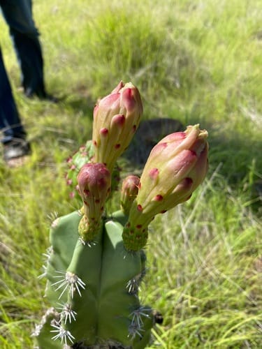 Stenocereus fricii (Pitaya) — photo