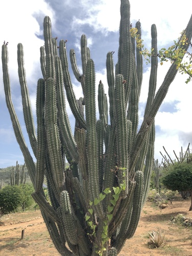 Stenocereus griseus (Pitaya) — photo