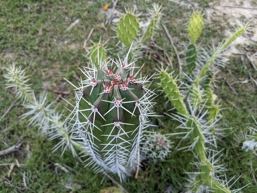 Stenocereus griseus (Pitaya) — photo