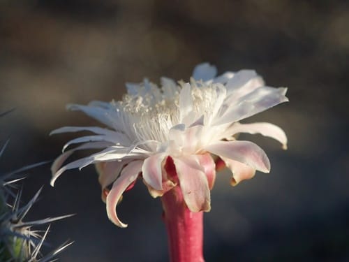 Stenocereus gummosus (Dagger cactus) — photo