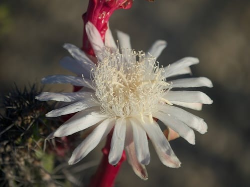 Stenocereus gummosus (Dagger cactus) — photo