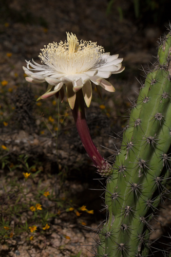 Stenocereus gummosus