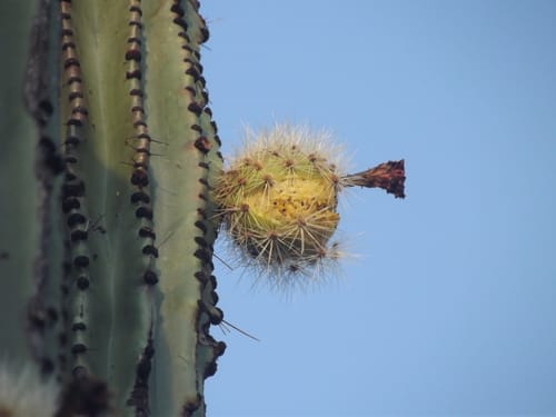 Stenocereus montanus (Pitahaya colorado) — photo