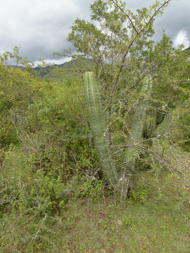 Stenocereus pruinosus (Pitaya) — photo