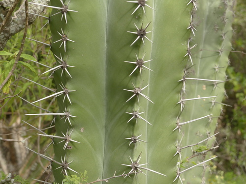 Stenocereus pruinosus (Pitaya) — photo