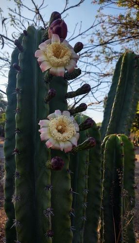 Stenocereus pruinosus