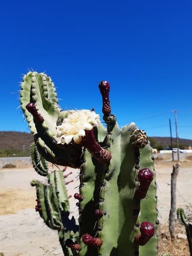 Stenocereus queretaroensis (Pitayo of Queretaro) — photo