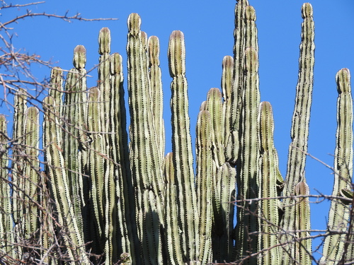 Stenocereus queretaroensis