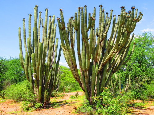 Stenocereus stellatus (Joconostle cactus) — photo