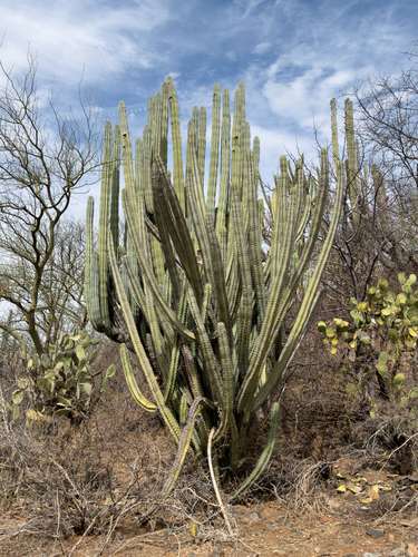 Stenocereus stellatus (Joconostle cactus) — photo