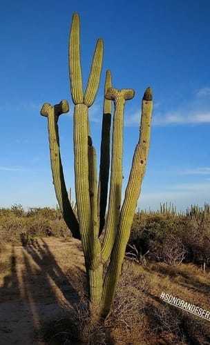 Stenocereus thurberi (Organ pipe cactus) — photo