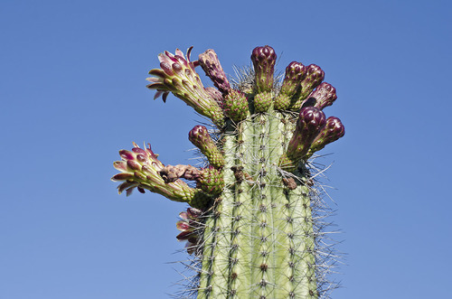 Stenocereus thurberi