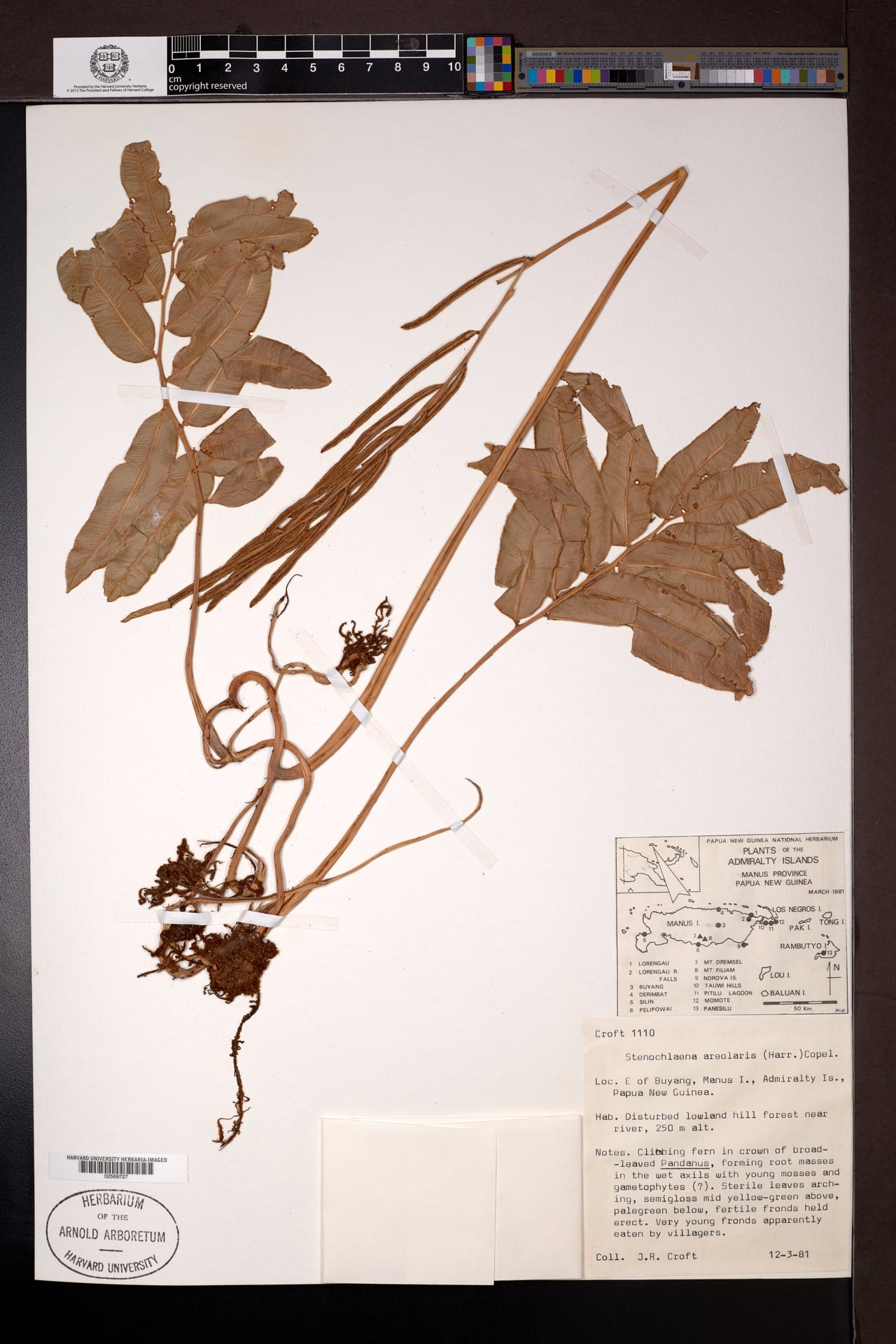 Stenochlaena areolaris (Fern) — photo