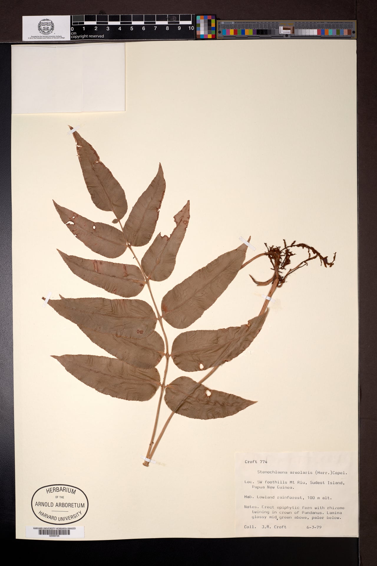 Stenochlaena areolaris (Fern) — photo