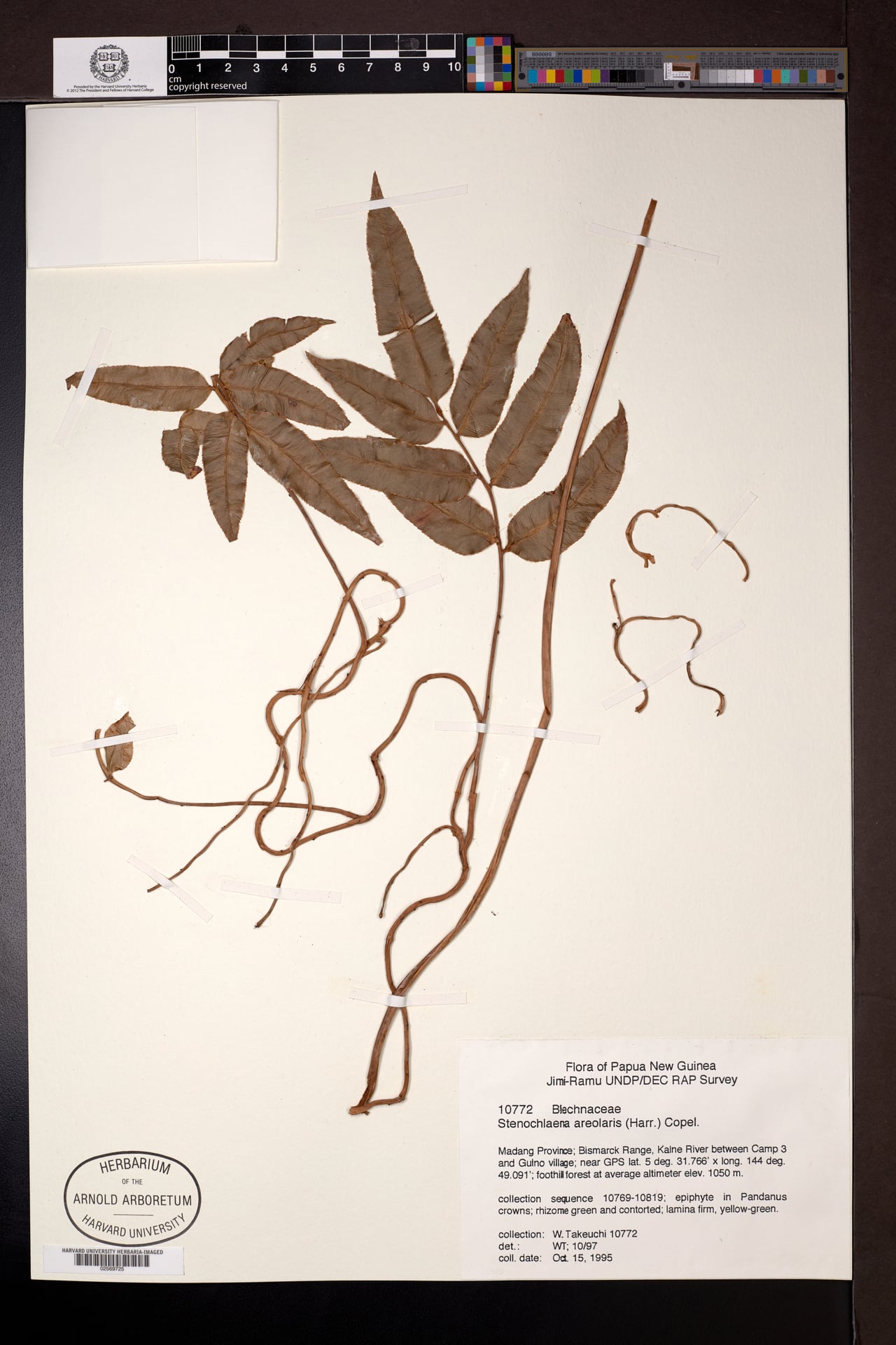 Stenochlaena areolaris (Fern) — photo