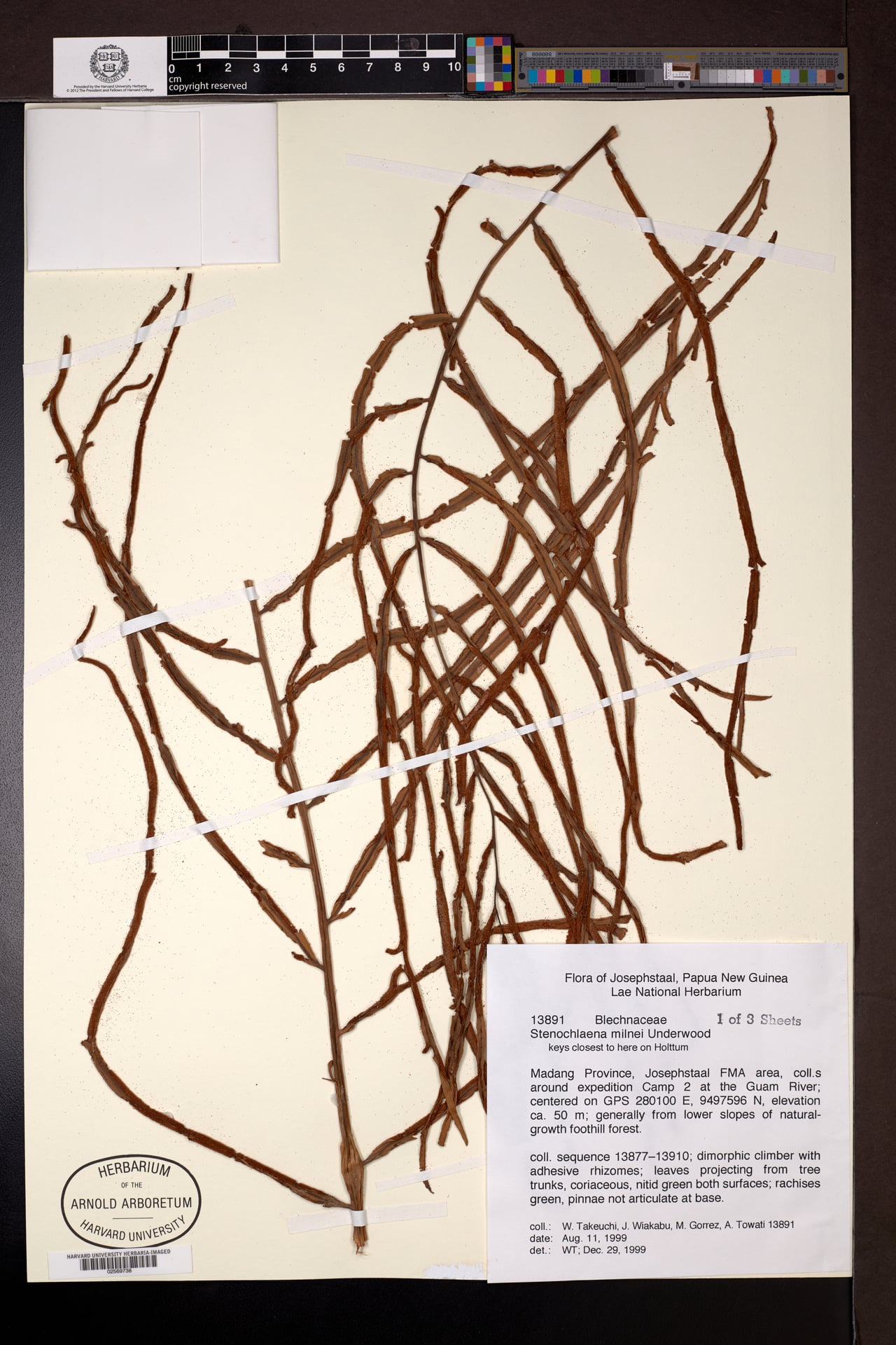 Stenochlaena milnei (Fern) — photo