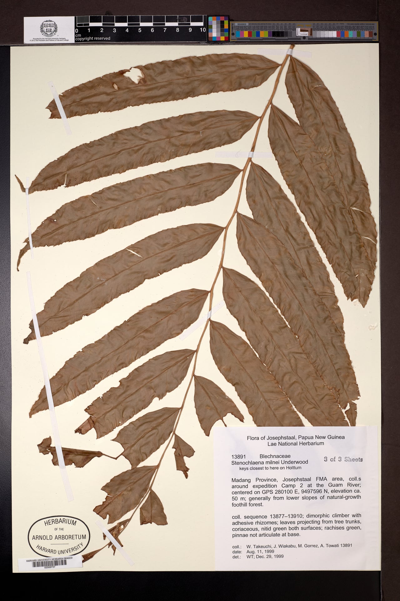 Stenochlaena milnei (Fern) — photo