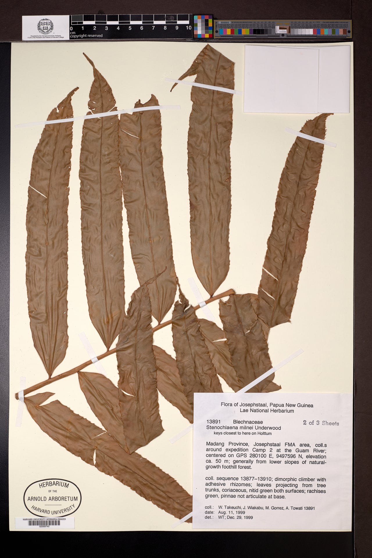 Stenochlaena milnei (Fern) — photo