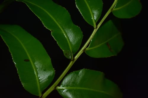 Stenochlaena palustris (Climbing swamp fern) — photo
