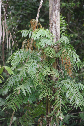 Stenochlaena palustris