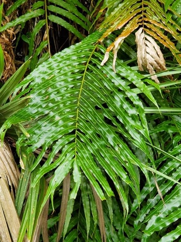 Stenochlaena tenuifolia (African climbing fern) — photo