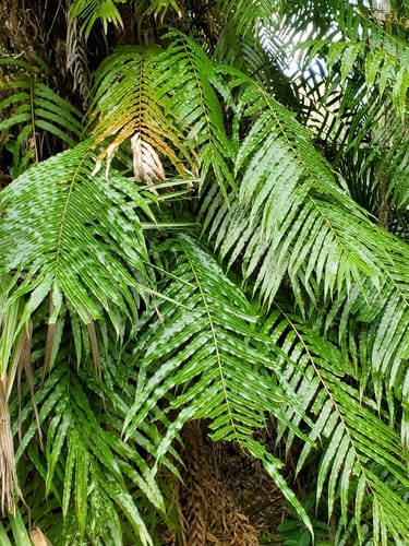 Stenochlaena tenuifolia (African climbing fern) — photo