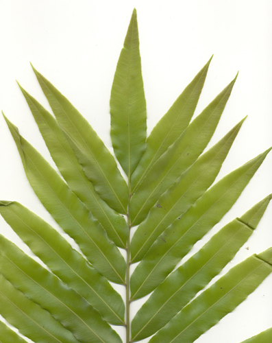 Stenochlaena tenuifolia