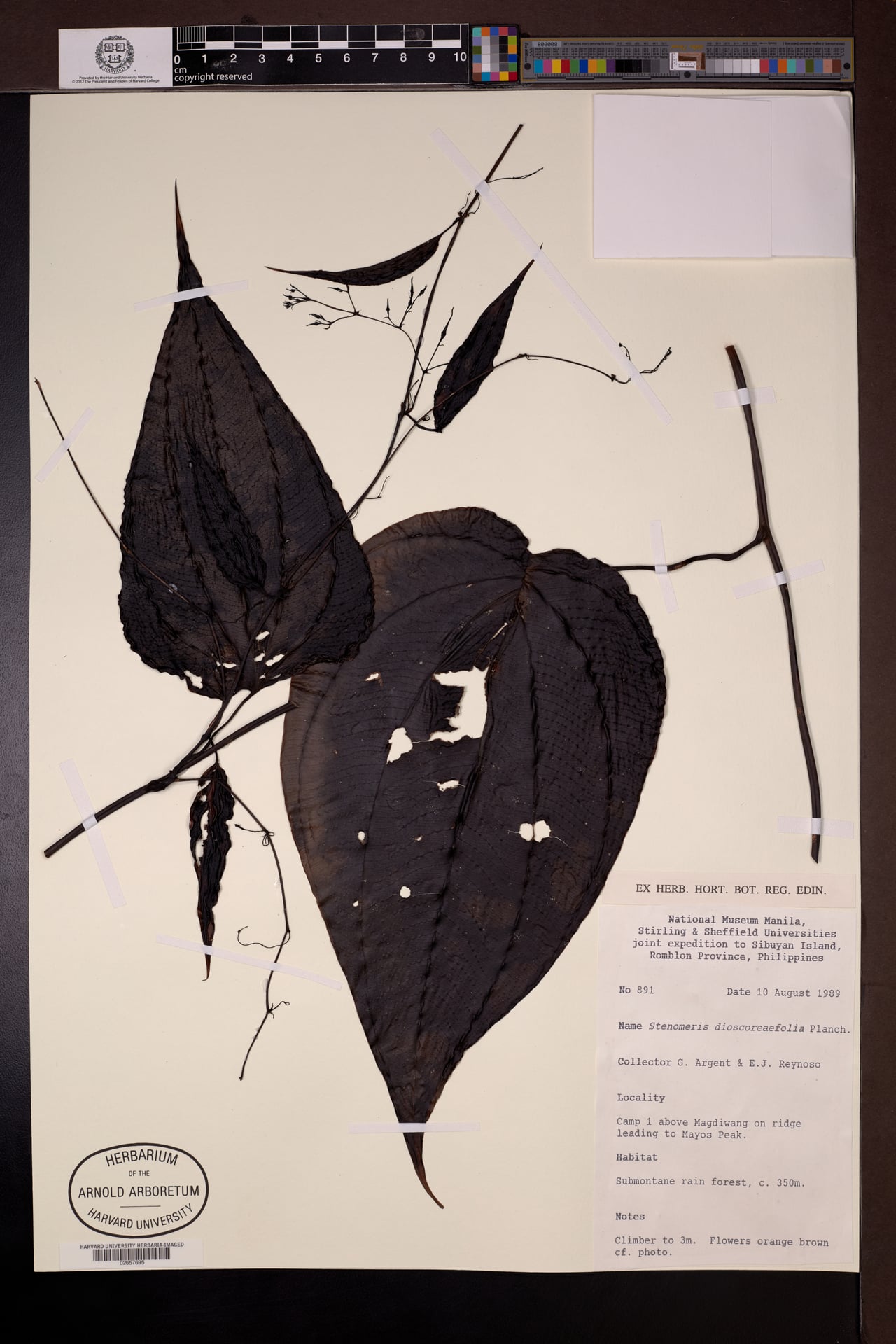 Stenomeris dioscoreifolia — photo