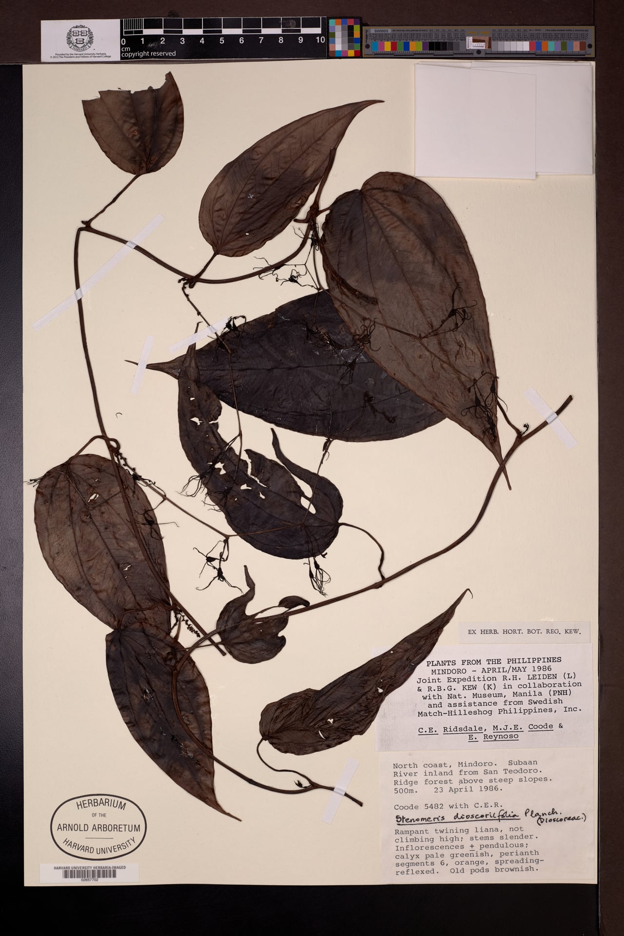 Stenomeris dioscoreifolia — photo