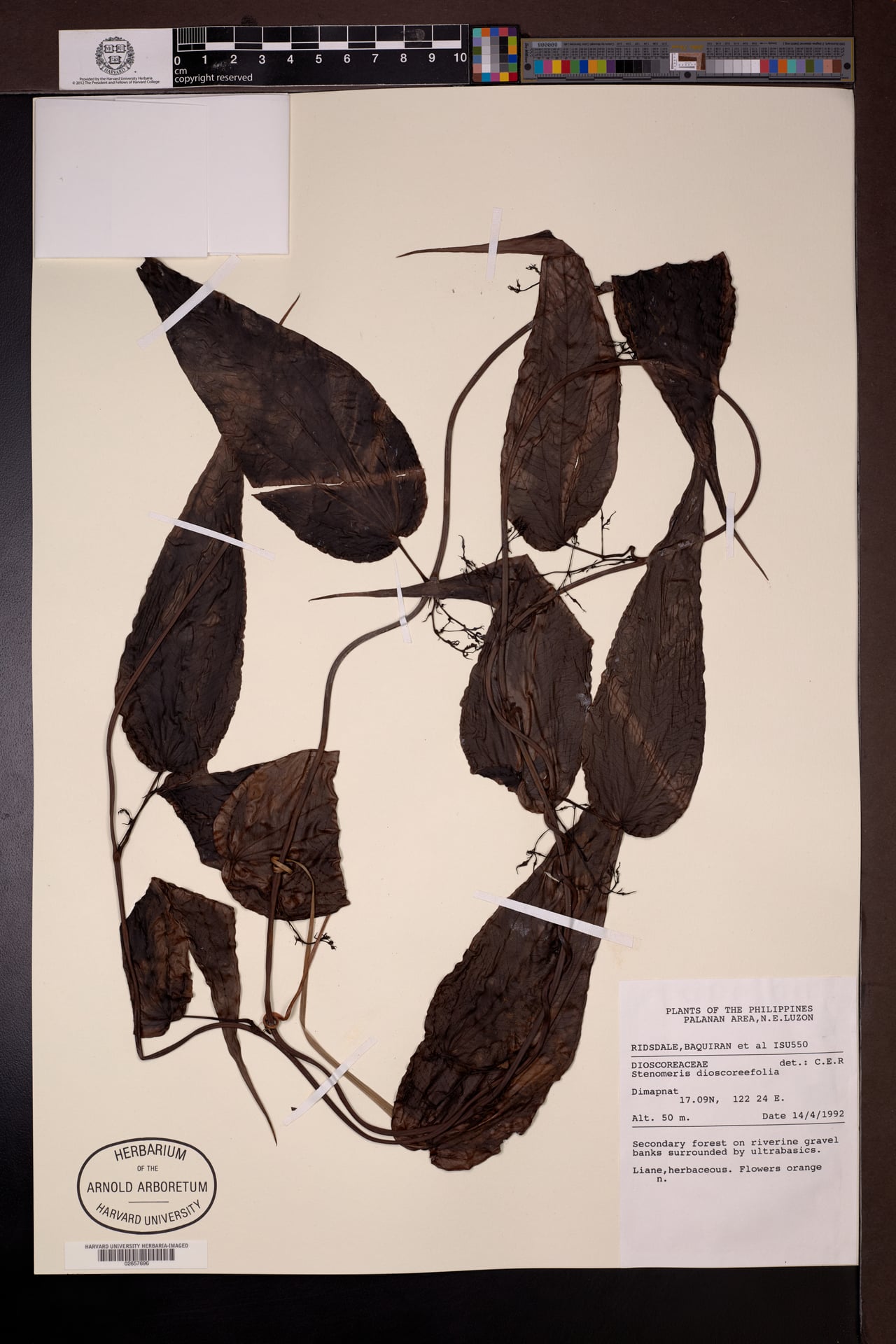Stenomeris dioscoreifolia