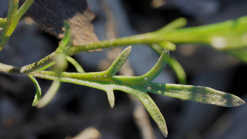 Stenopetalum lineare (Thread Cress) — photo
