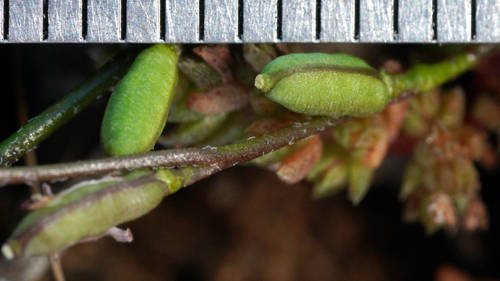 Stenopetalum lineare (Thread Cress) — photo