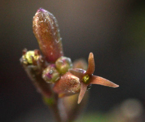 Stenopetalum lineare