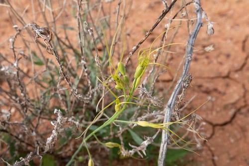 Stenopetalum nutans — photo