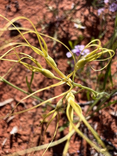 Stenopetalum nutans