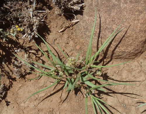 Stenostelma capense (Bush carrot) — photo