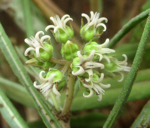 Stenostelma capense