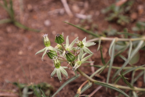 Stenostelma eminens — photo