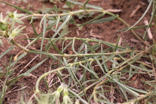 Stenostelma eminens — photo