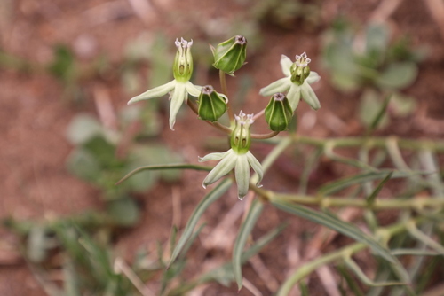 Stenostelma eminens