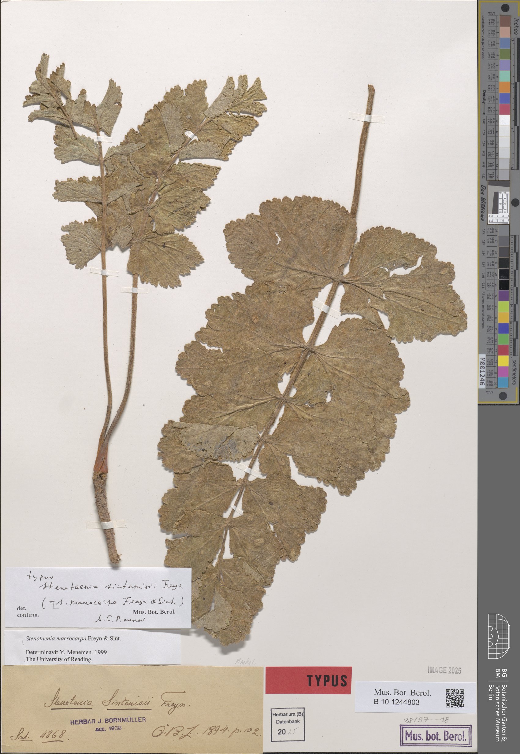 Stenotaenia macrocarpa — photo